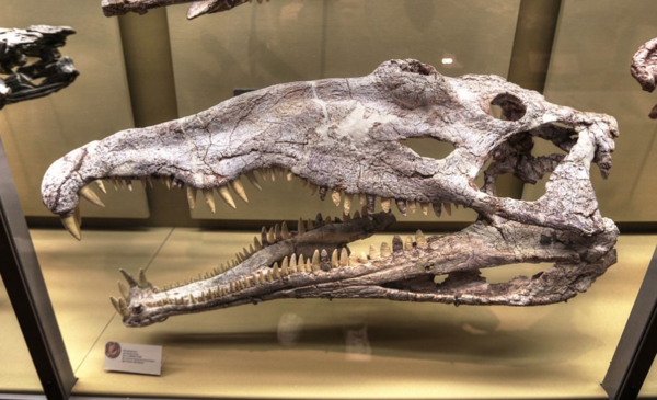 Skull of Machaeroprosopus aka Pseudopalatus  at the New Mexico Museum of natural History and science. 